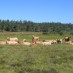 Une journée pour l’agriculture durable en moyenne montagne