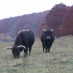 13 juillet 2015 : Journée à la ferme des Aurochs